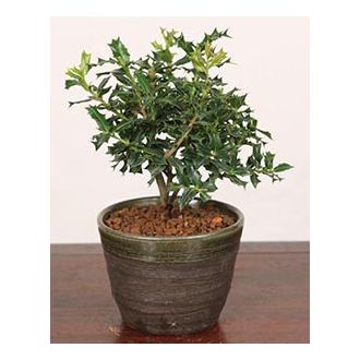himehiiragi bonsai to japan