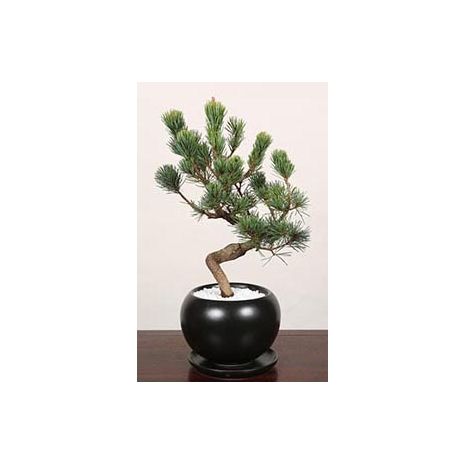 pinus parviflora bonsai to japan
